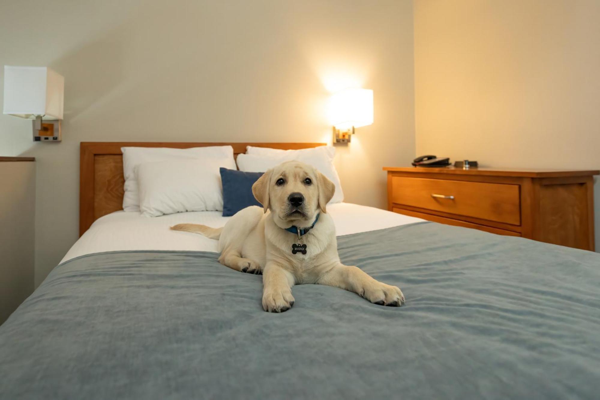 Whistler Village Inn & Suites Екстер'єр фото